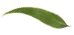 gumnut-leaf
